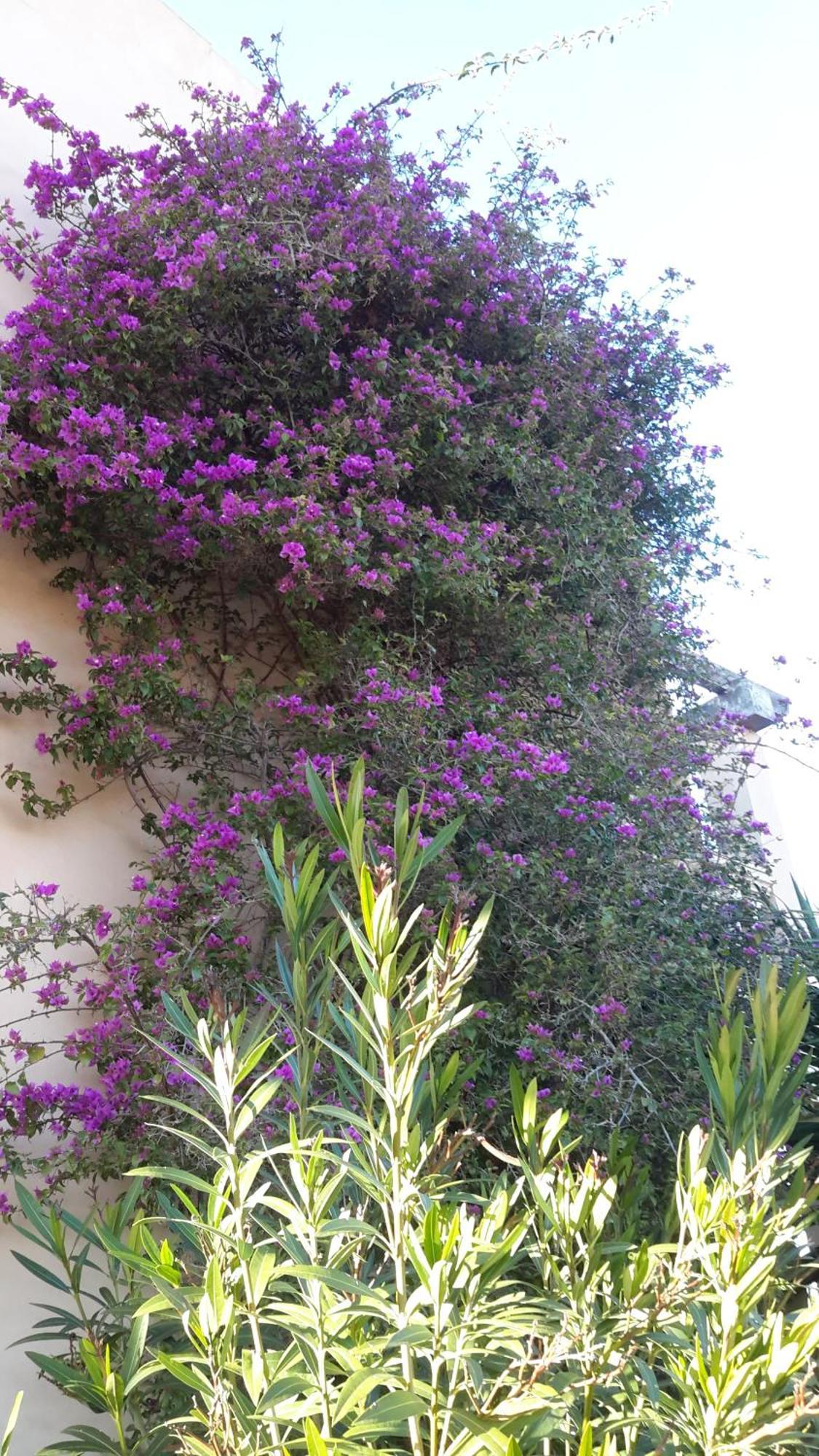 Finca Alqueria Fosca Campos  Exterior photo